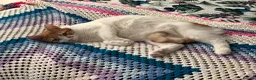 Domestic Shorthair cats for sale: Rehome for Cheeto - Advert 6