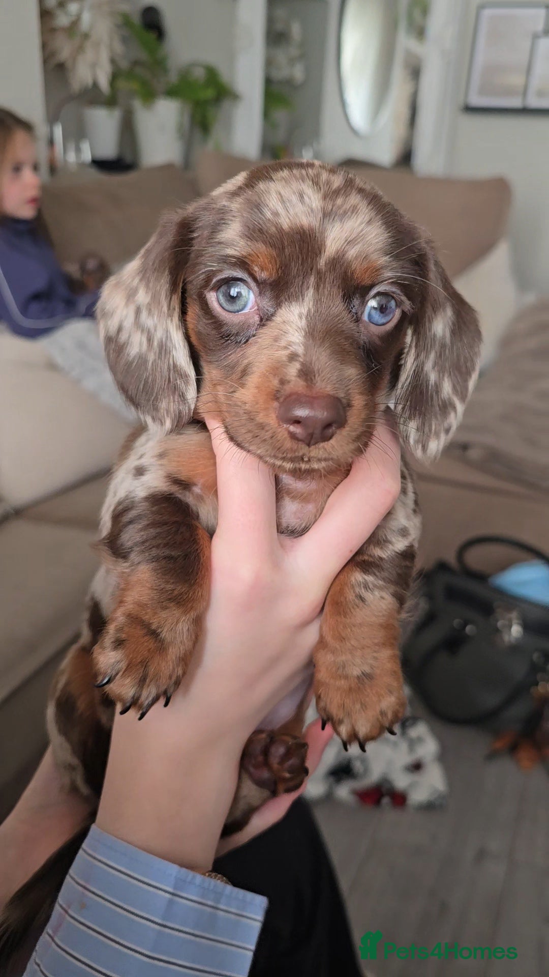 Miniature Dachshund dogs READY NOW 1 female dapple mini dachshund - Advert 14