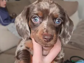 Miniature Dachshund dogs READY NOW 1 female dapple mini dachshund - Advert 14