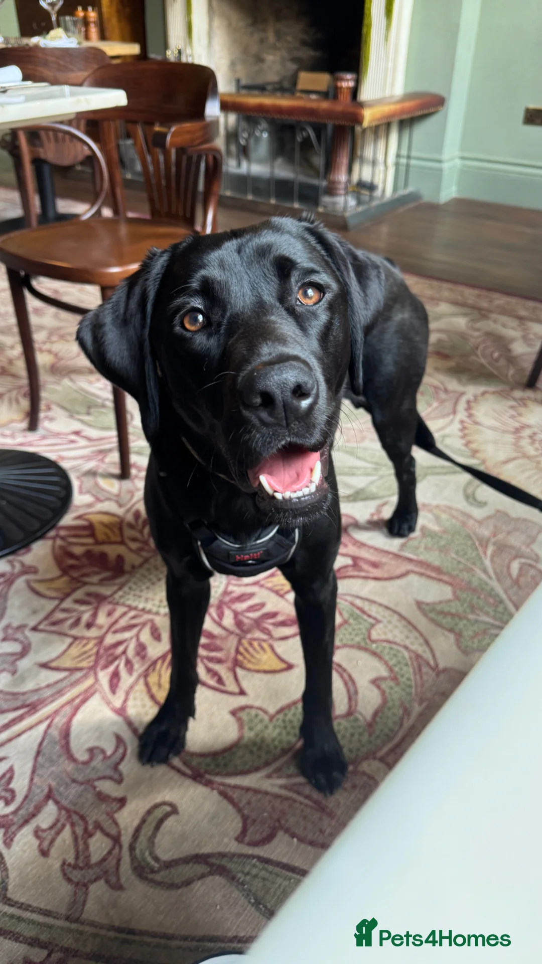 Labrador Retriever dogs for sale: KC Reg Black Labrador Puppies – Only 2 Girls Left! - Advert 29