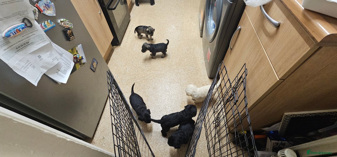 Schnoodle dogs for sale: Perfect schnoodles - Advert 12