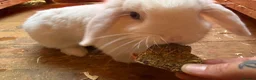 Mini Lop rabbits for sale: Pure mini lops in Bury Saint Edmunds - Advert 9