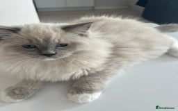 Ragdoll cats for sale: Bella,jordan,gucci,lylia - Advert 5