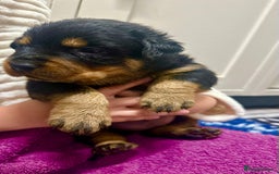 Rottweiler dogs for sale: Stunning Rottweiler puppies 🐶  - Image 15