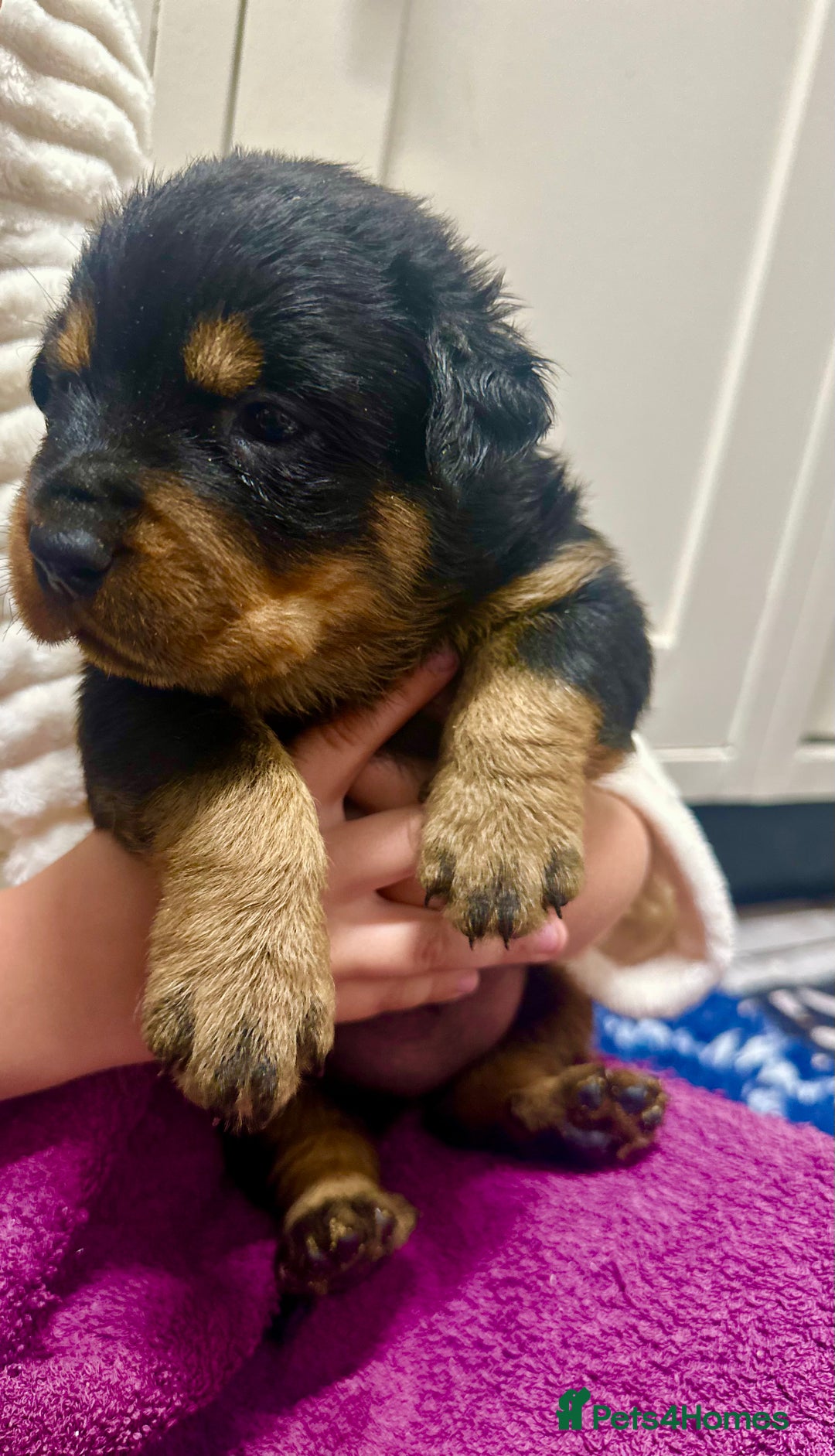 Rottweiler dogs for sale: Stunning Rottweiler puppies 🐶  - Image 15