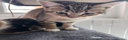 Mixed Breed cats for sale: Beautiful kitten  - Advert 4