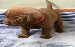 Labrador Retriever dogs for sale: KC SILVER/CHOCOLATE PEDIGREE LABRADOR PUPIES - Image 9