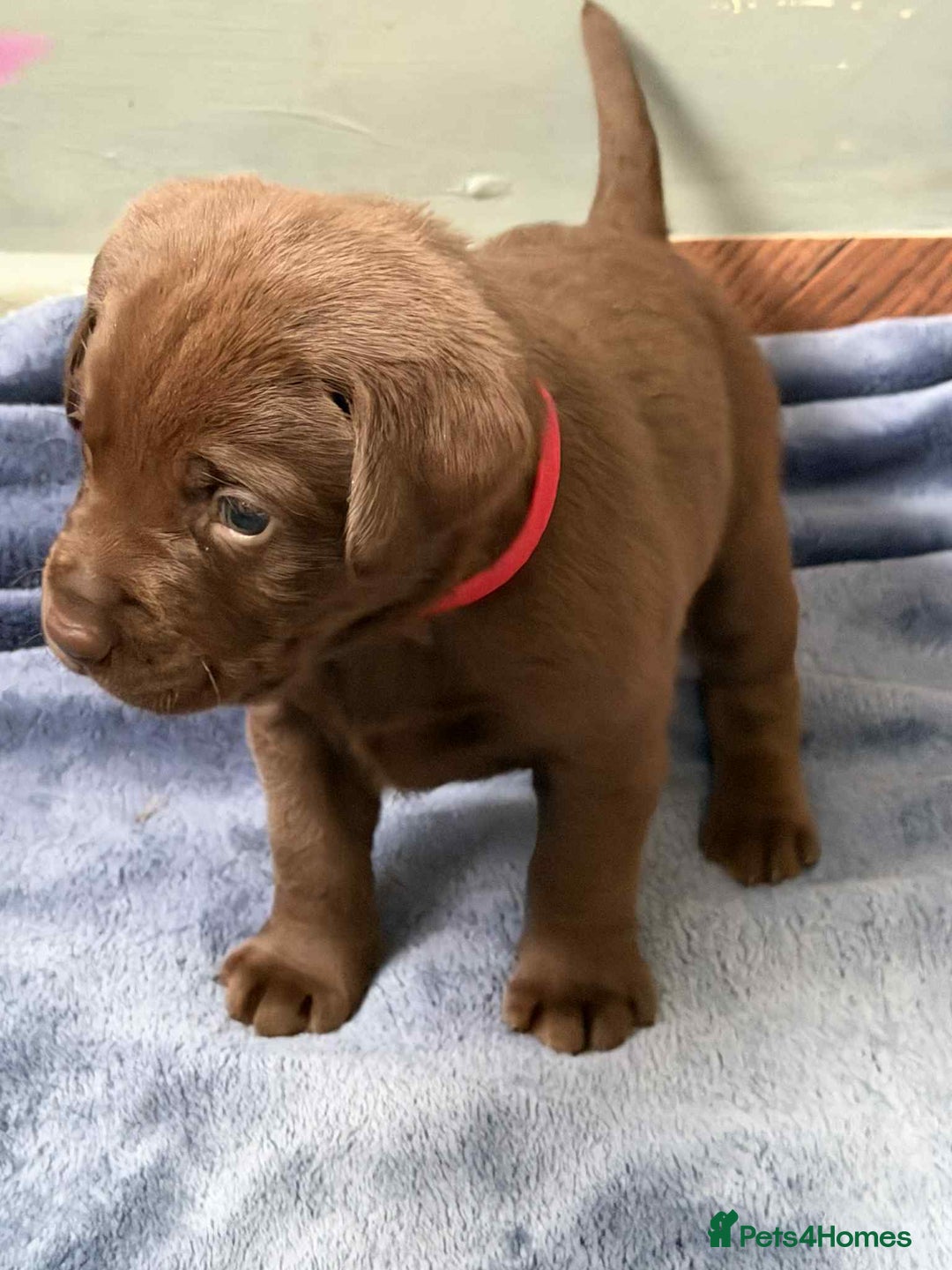 Labrador Retriever dogs for sale: KC SILVER/CHOCOLATE PEDIGREE LABRADOR PUPIES - Image 9