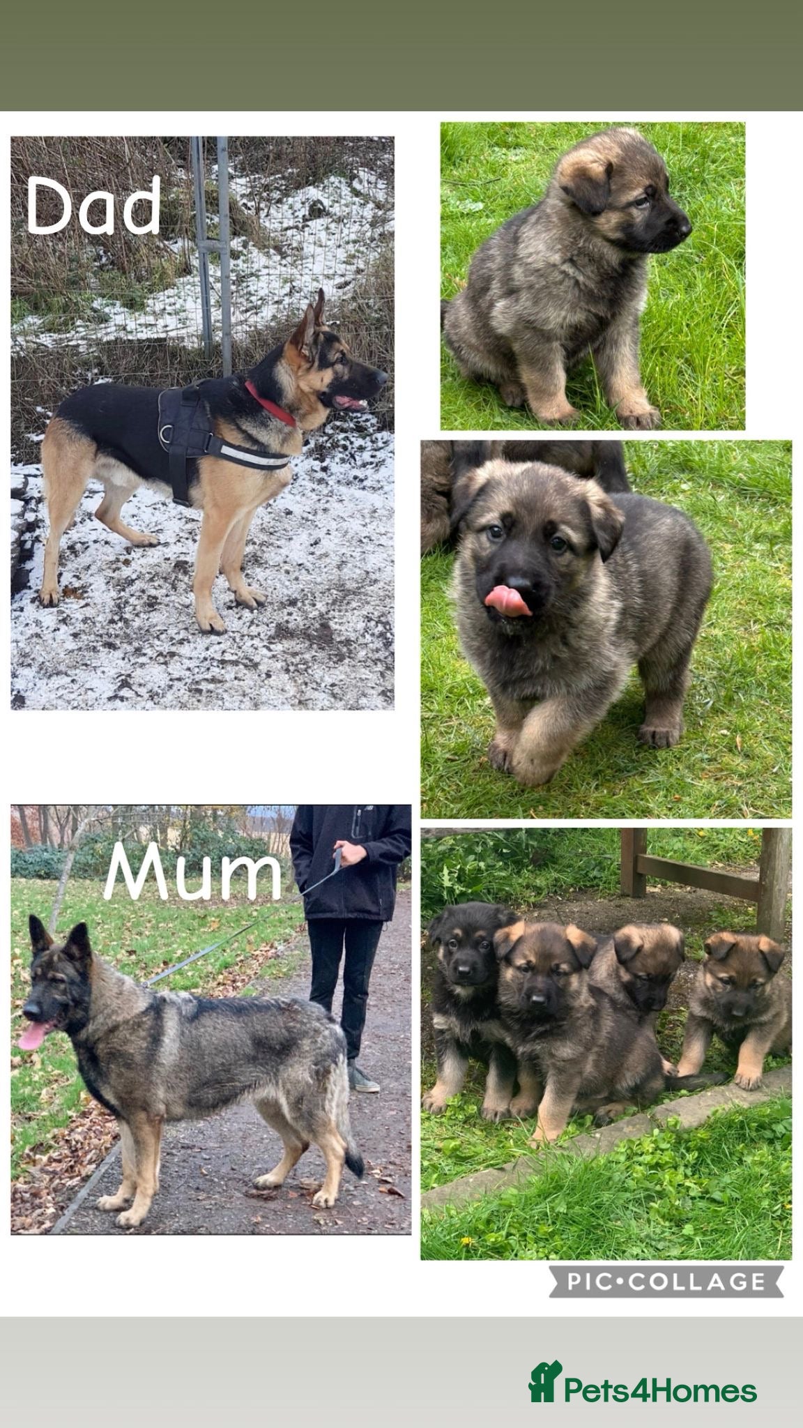 German Shepherd dogs Big straight back puppies  - Advert 1