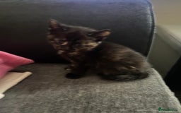 British Shorthair cats for sale: 5 Beautiful Kittens - ** 2 Kittens Left ** - Image 7