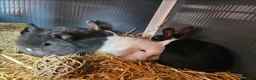 Mixed Breed rabbits for sale: 4x rabbits, hutch, covers, pen in Preston - Advert 6