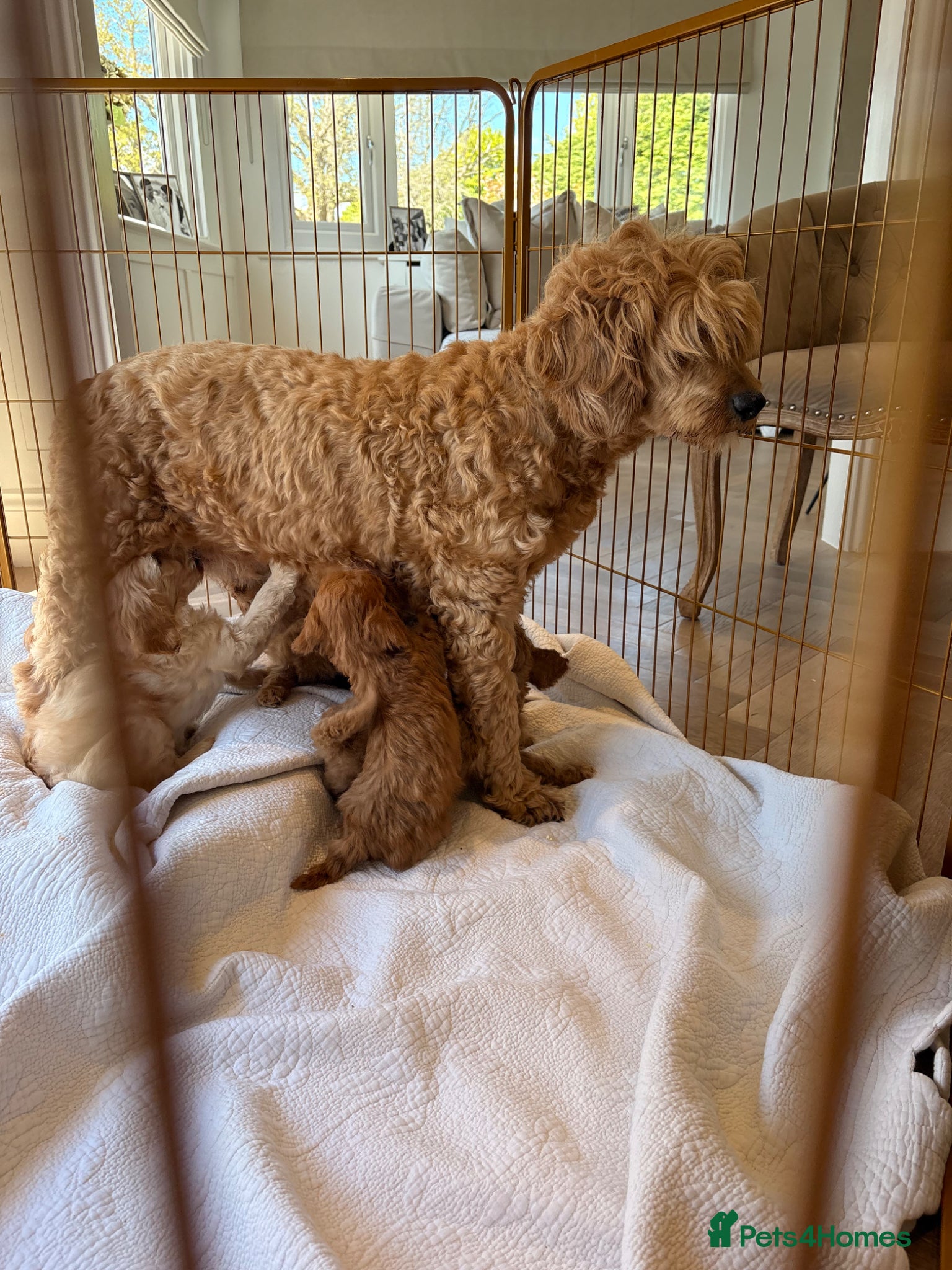 Labradoodle dogs LICENSED BREEDER HEALTH TESTED MINI LABRADOODLES - Advert 2