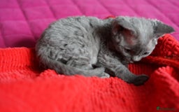 Devon Rex cats for sale: 💙 Devon Rex Female Kitten Available 💙 - Image 17