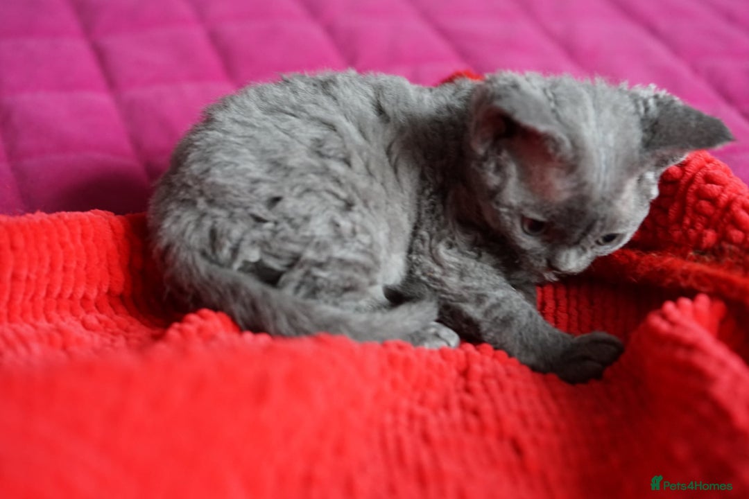 Devon Rex cats for sale: 💙 Devon Rex Female Kitten Available 💙 - Image 17