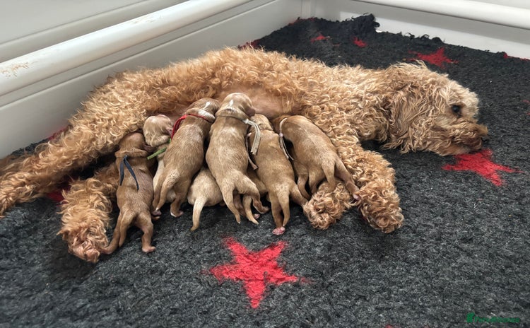 Cavapoo dogs Gorgeous F1 Cavapoo puppies. Health tested parents - Advert 1