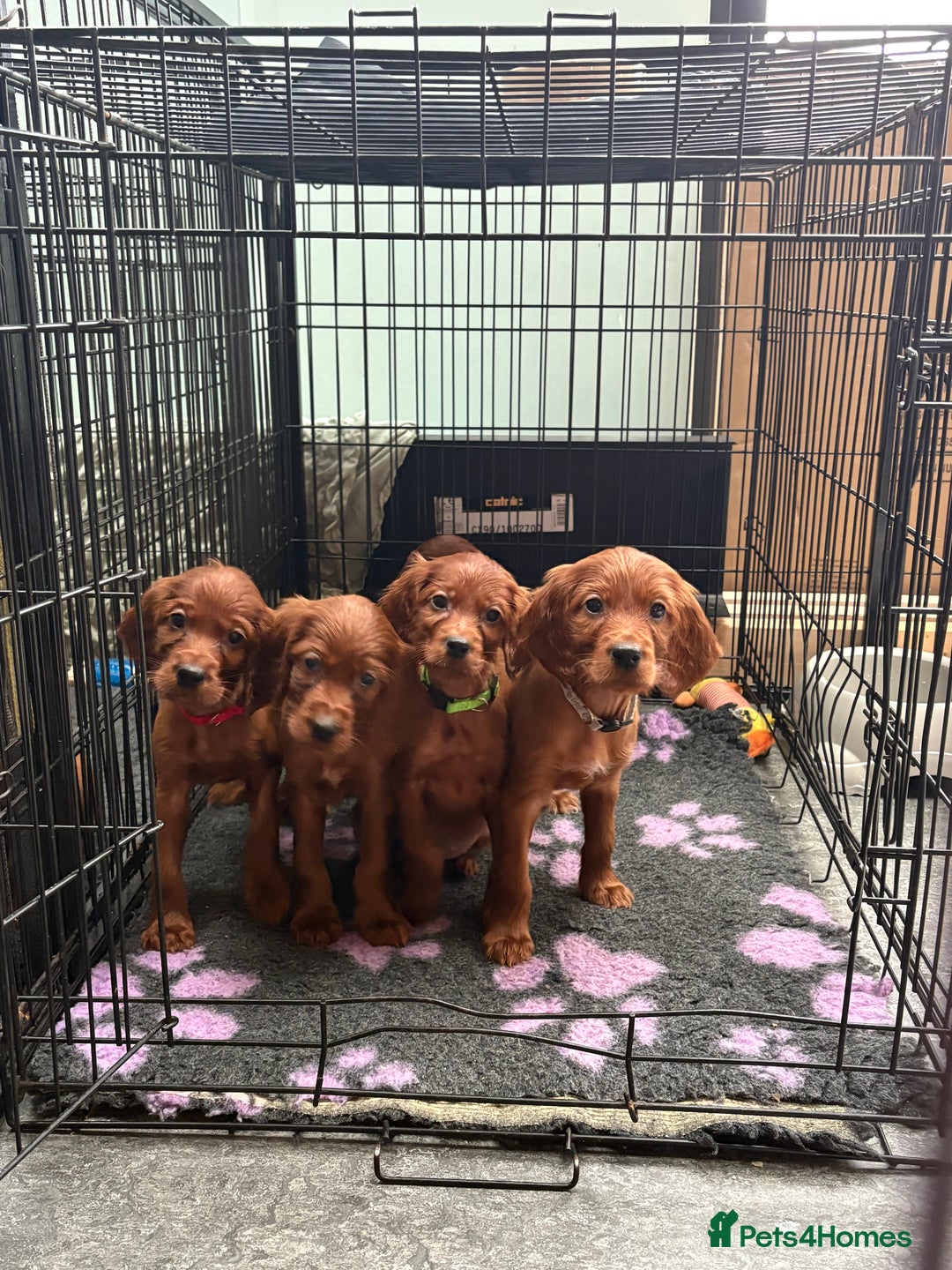Irish Setter dogs for sale: ❤️🇮🇪Irish setter pups🇮🇪❤️ - Advert 4