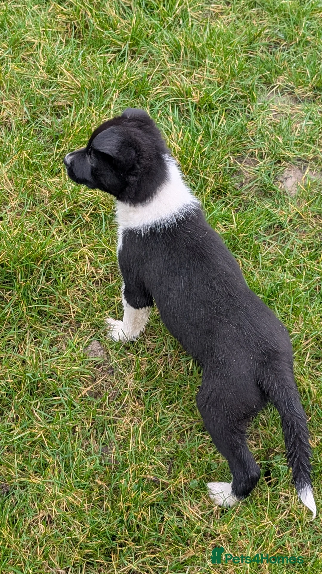 Border Collie dogs for sale: Traditional farm bred collies - Advert 12