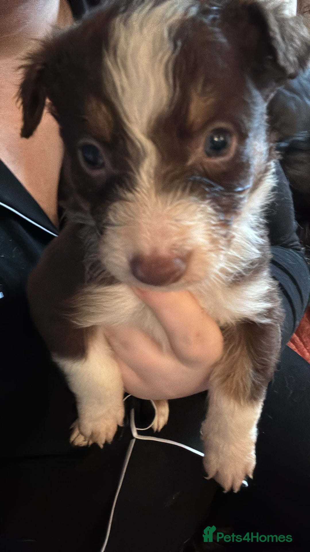 Border Collie dogs for sale: REDUCED BORDER COLLIE PUP  - Advert 1