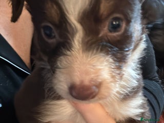 Border Collie dogs REDUCED BORDER COLLIE PUP - Advert 15