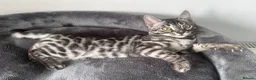Bengal cats for sale: Exceptional kittens in silver, brown and charcoal - Advert 21