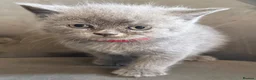 British Shorthair cats for sale: Beautiful British short haired kittens  - Advert 3