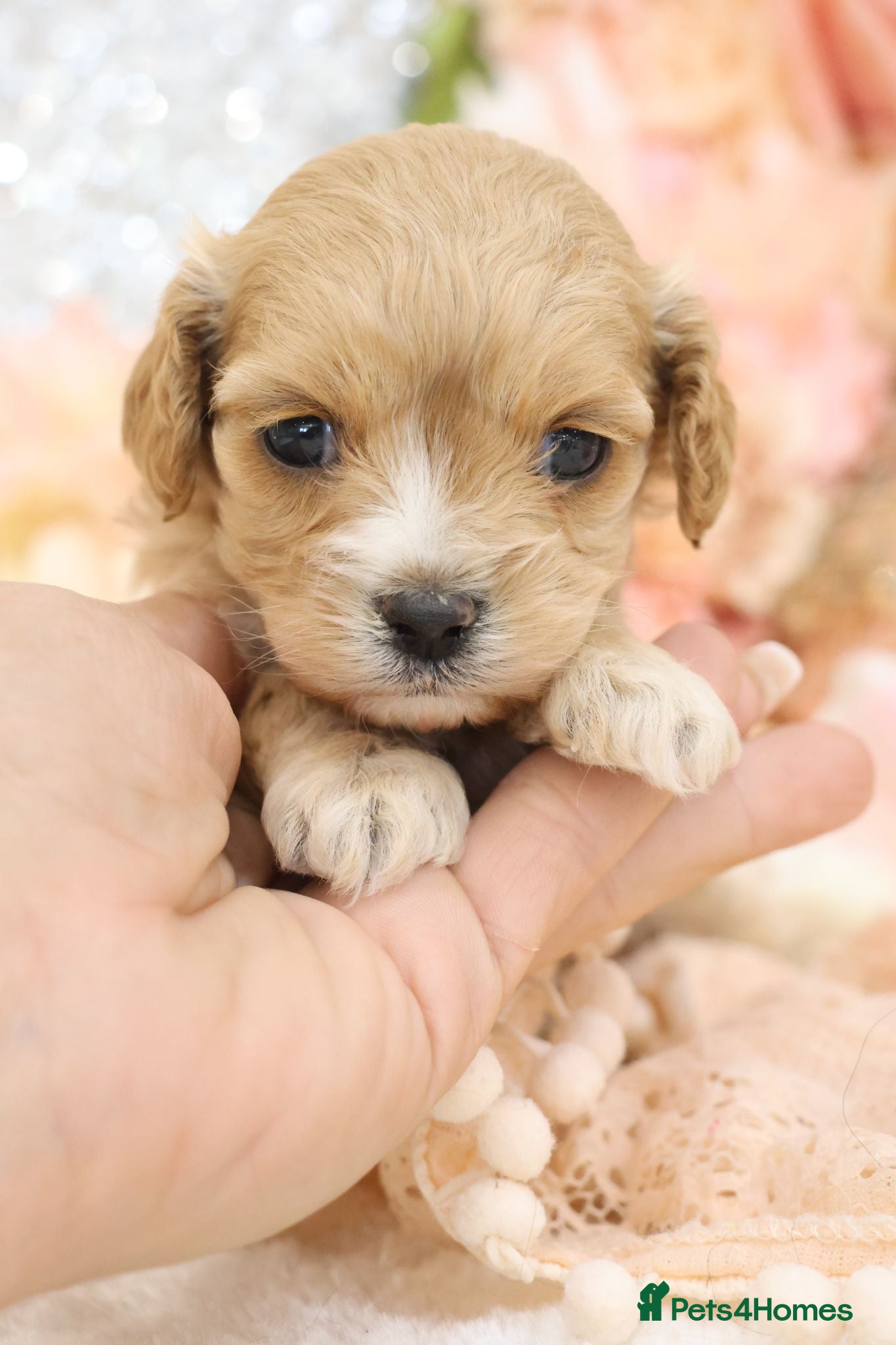 Cavapoo dogs Health Tested Cavapoos by Licensed Breeder - Advert 2