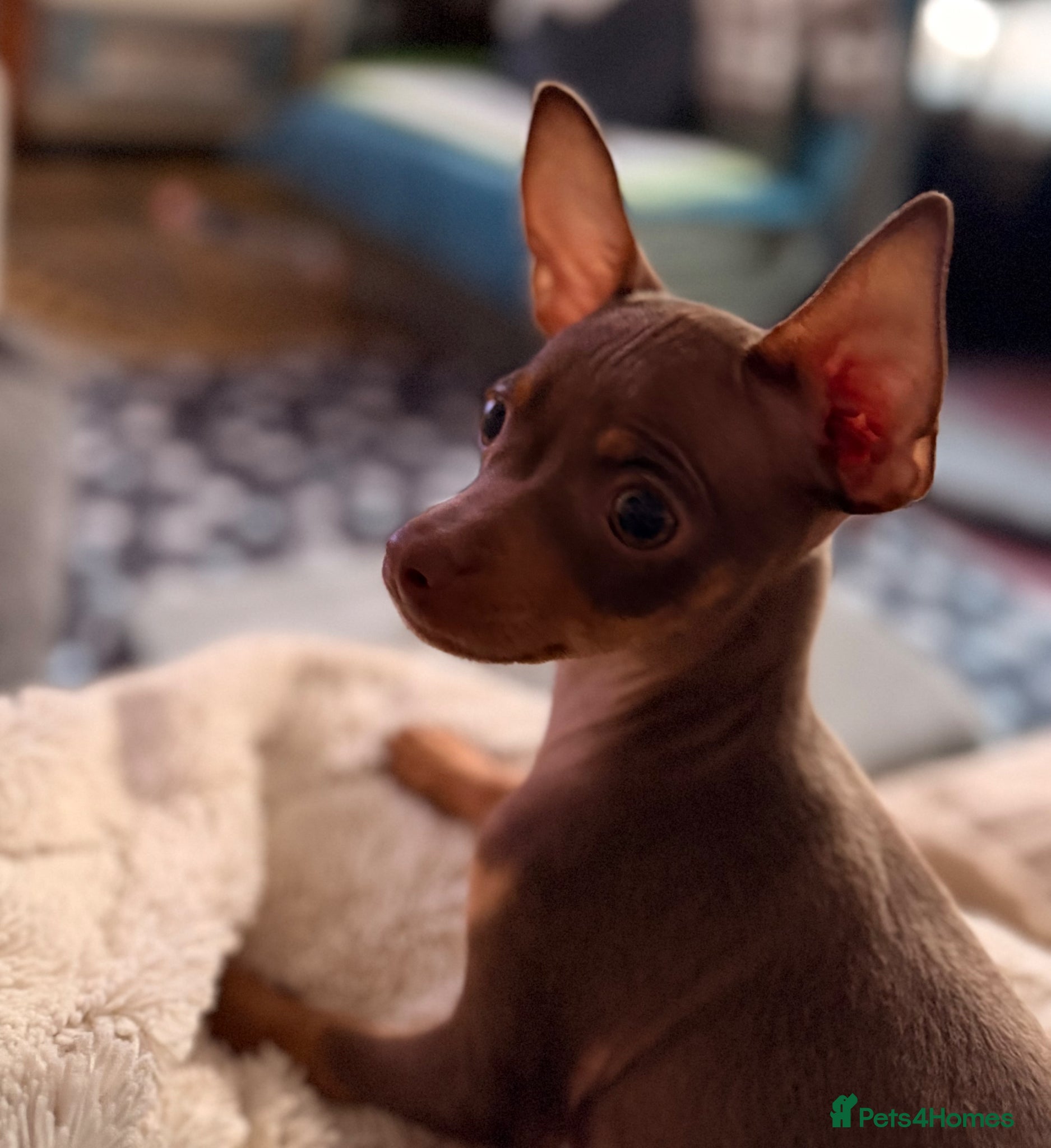 Russian Toy Terrier dogs Stunning Short hair KC Russian Toy boy available  - Advert 2