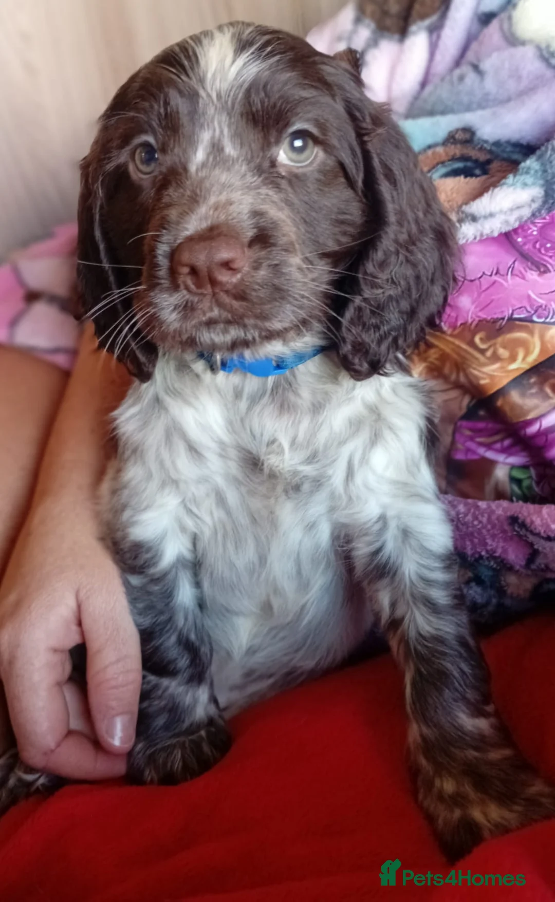 Cocker Spaniel dogs for sale: Cocker spaniel puppy - Advert 4