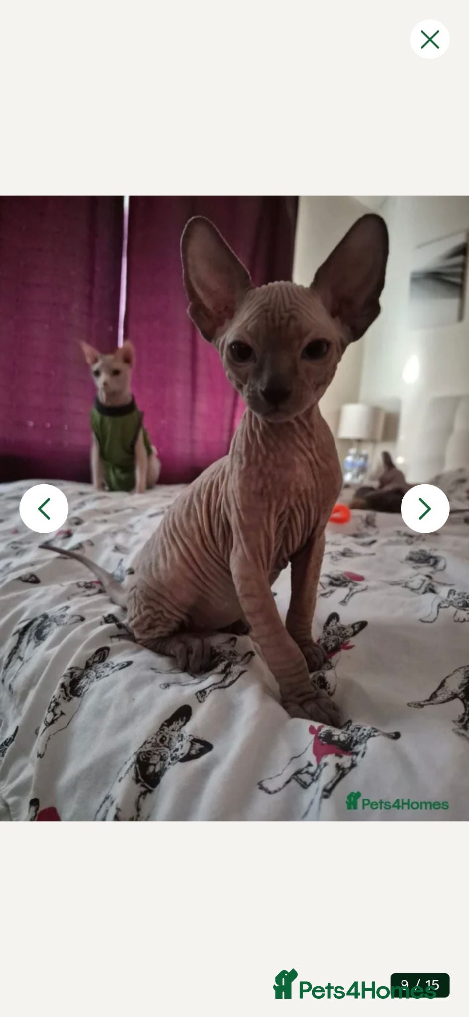 Sphynx cats Sphynx boy for sale - Advert 1