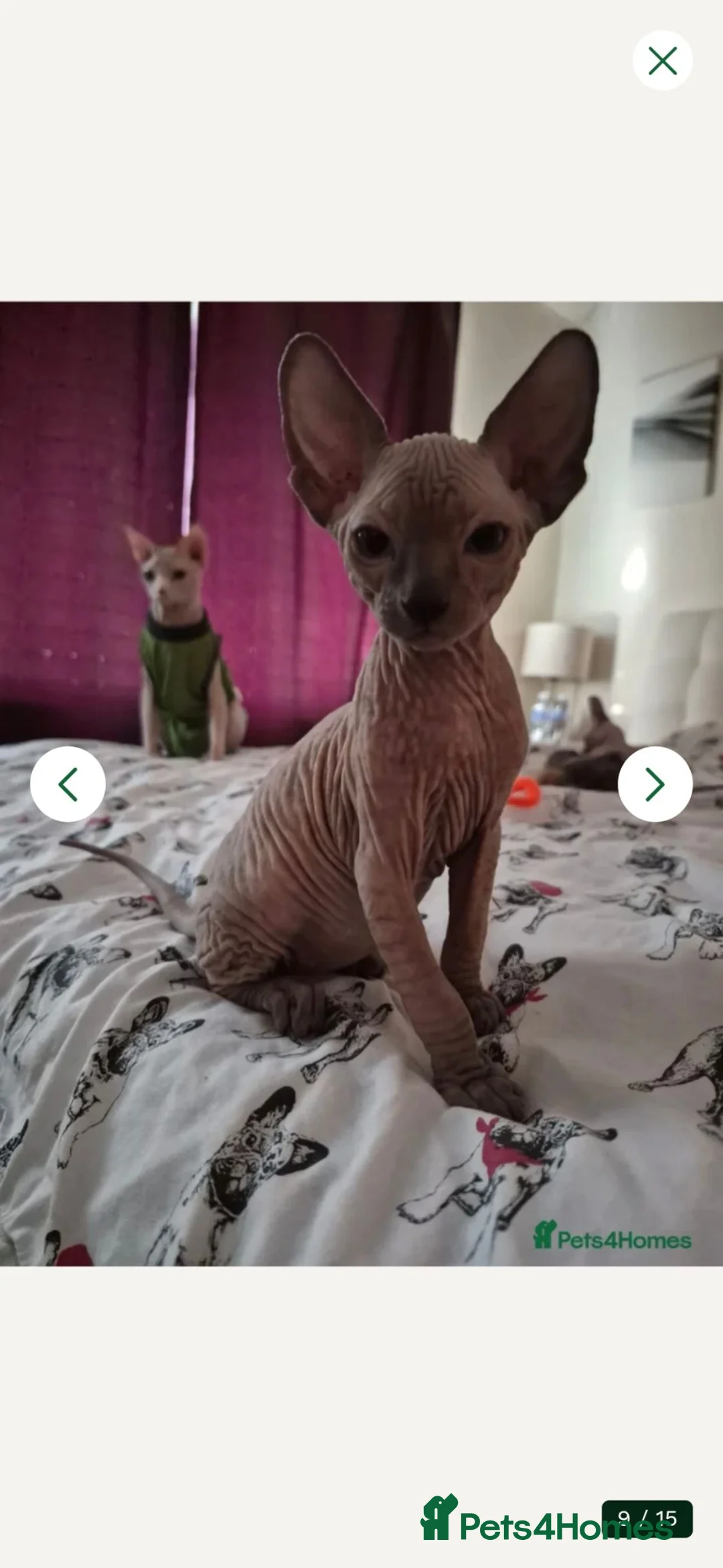 Sphynx cats for sale: Sphynx boy for sale - Advert 1