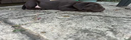 Labrador Retriever dogs for sale: Royal Kennel club registered puppies - Advert 19