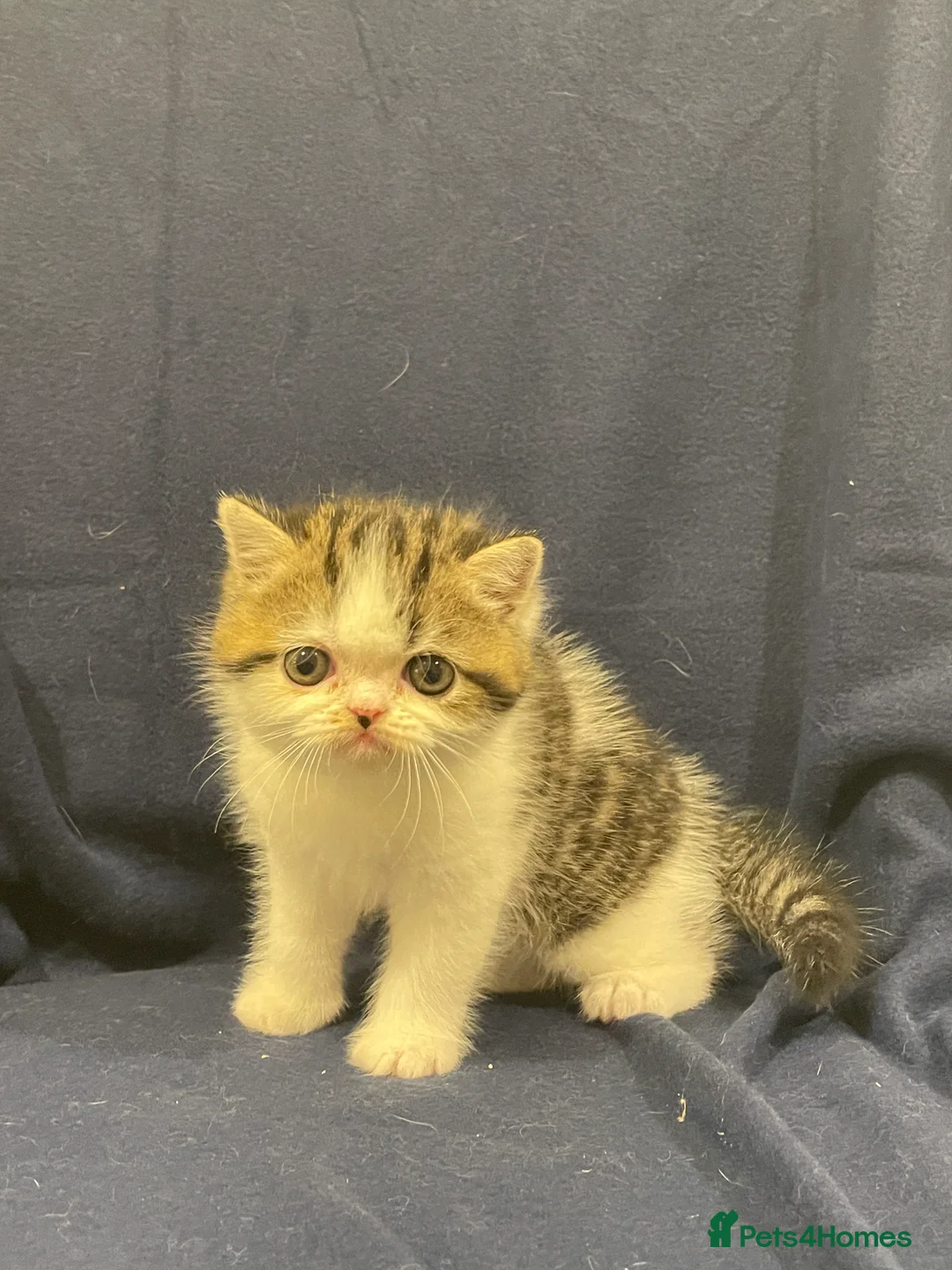 Exotic cats for sale: Gorgeous GCCF registered Exotic Shorthair kittens - Advert 10