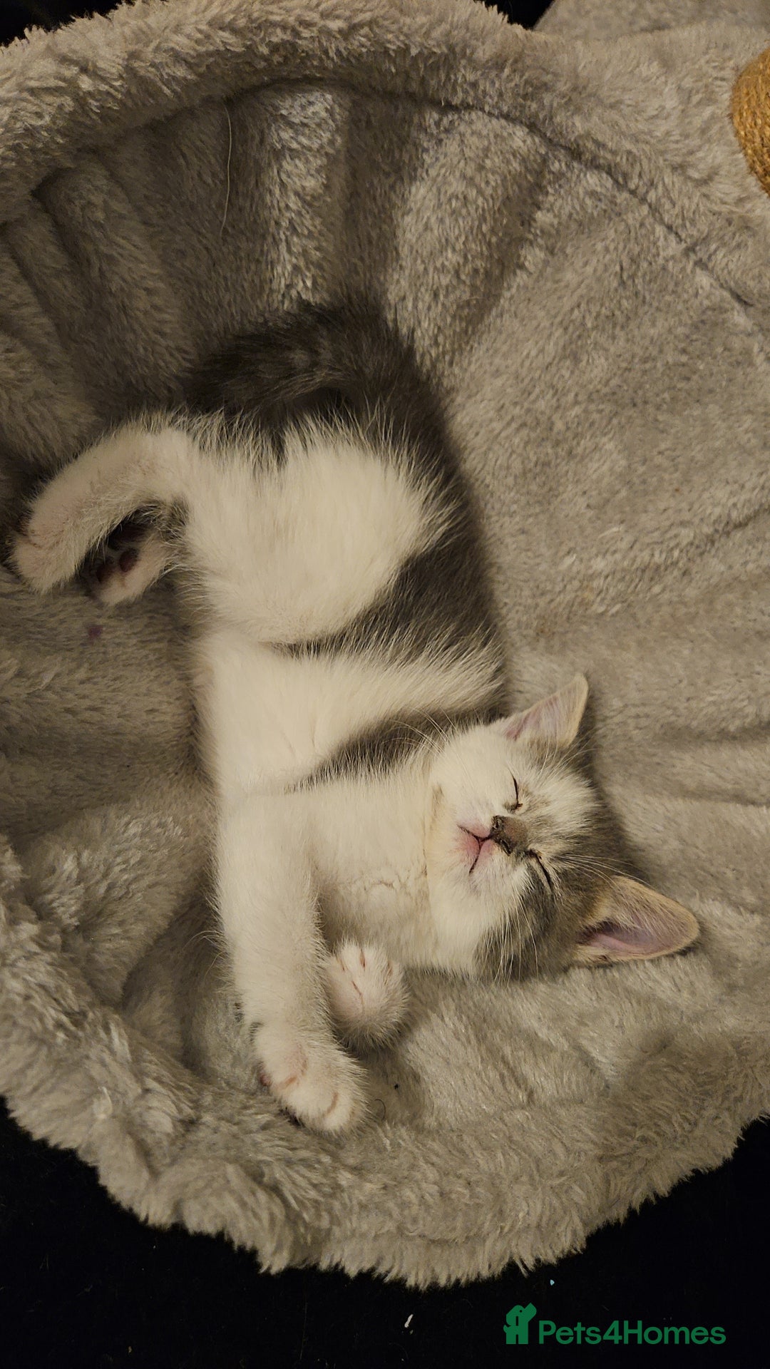 Mixed Breed cats for sale: Grey Kittens🐾🤍 - Advert 13