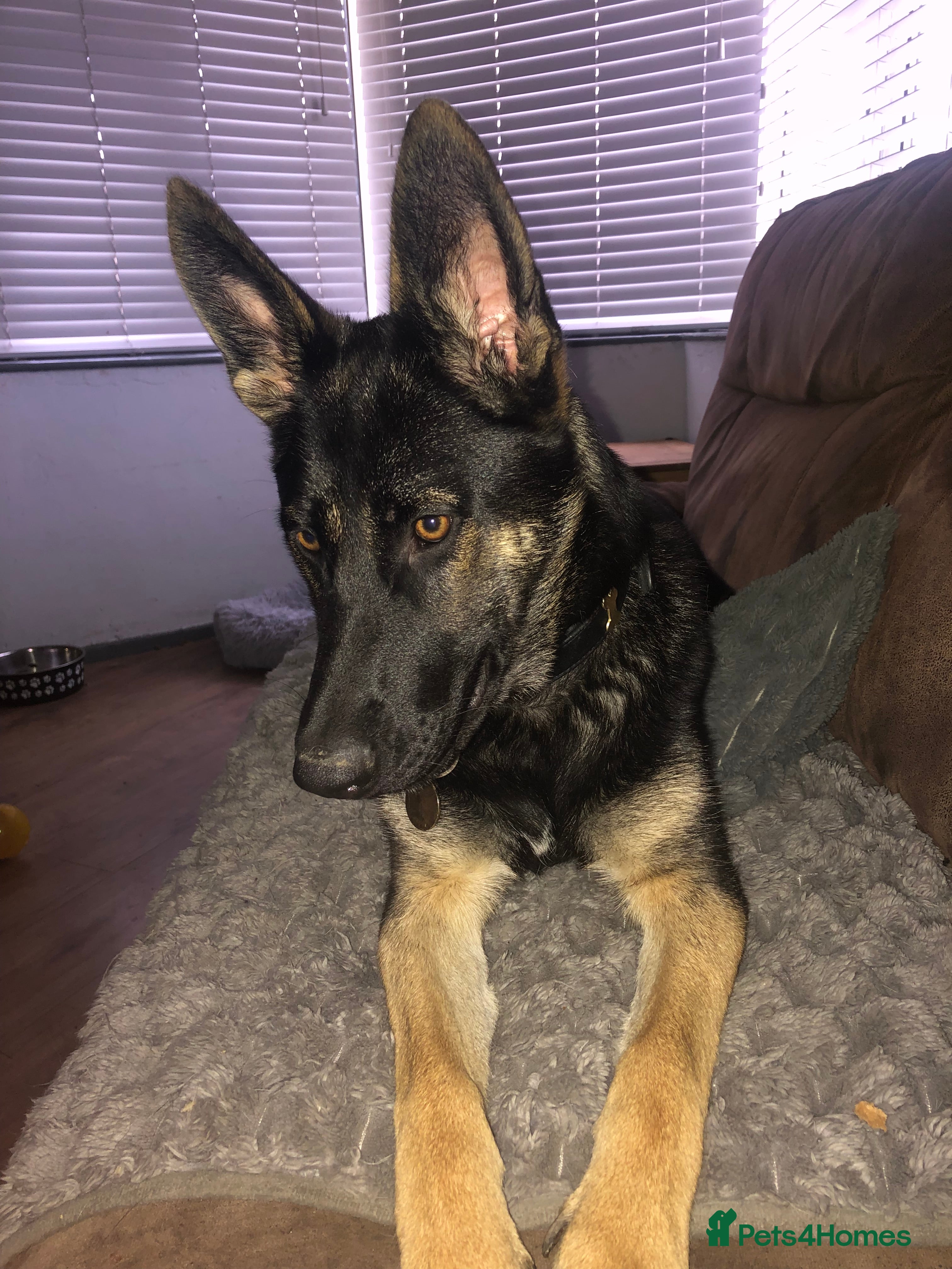 German Shepherd dogs 11 months old bitch  - Advert 18