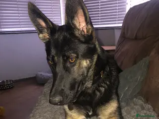 German Shepherd dogs 11 months old bitch - Advert 18