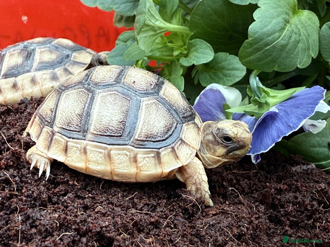 Tortoise reptiles for sale: Baby Marginateds tortoises for sale. Ready now  - Image 4