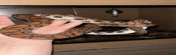 Boa Snake reptiles for sale: Brazilian Rainbow Boa - Advert 6