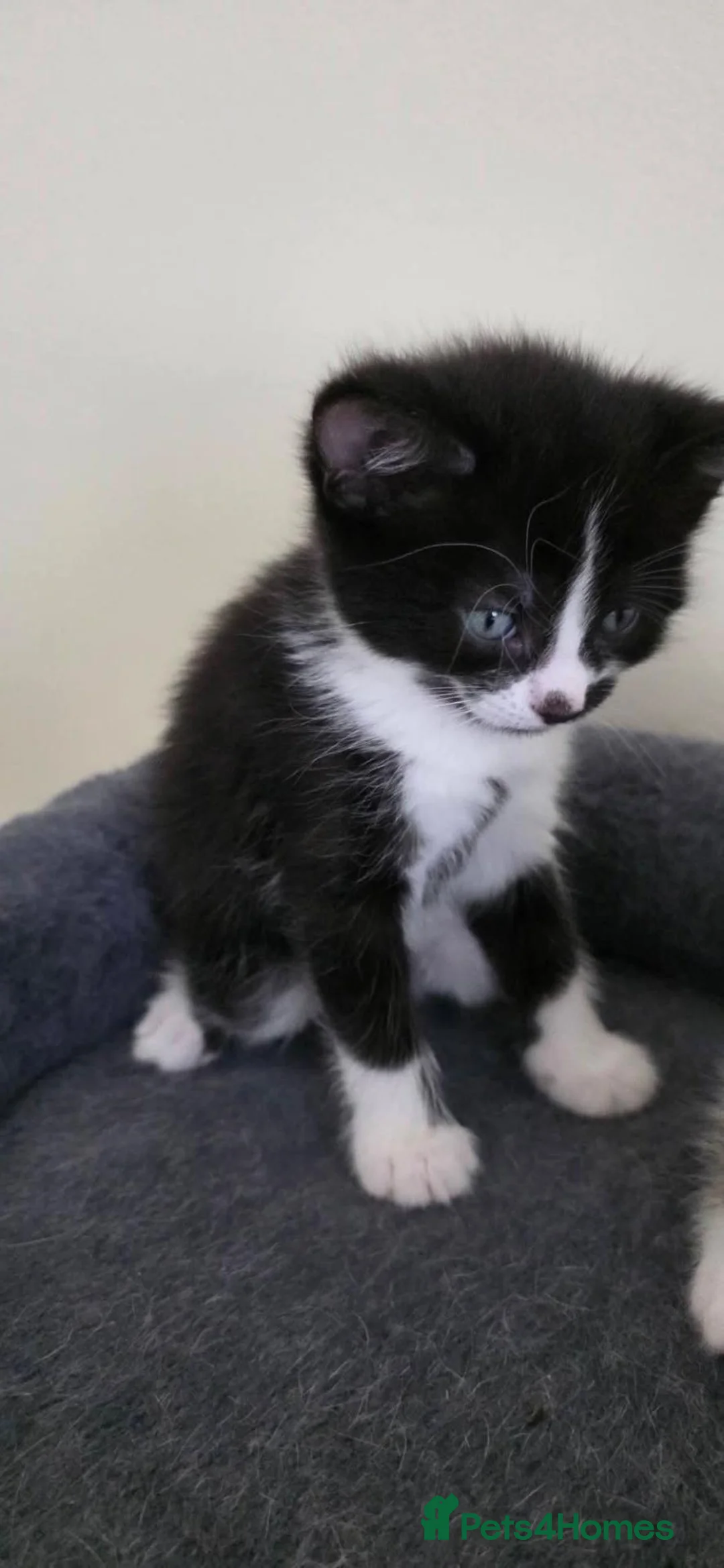 Mixed Breed cats for sale: Lilly - Advert 2