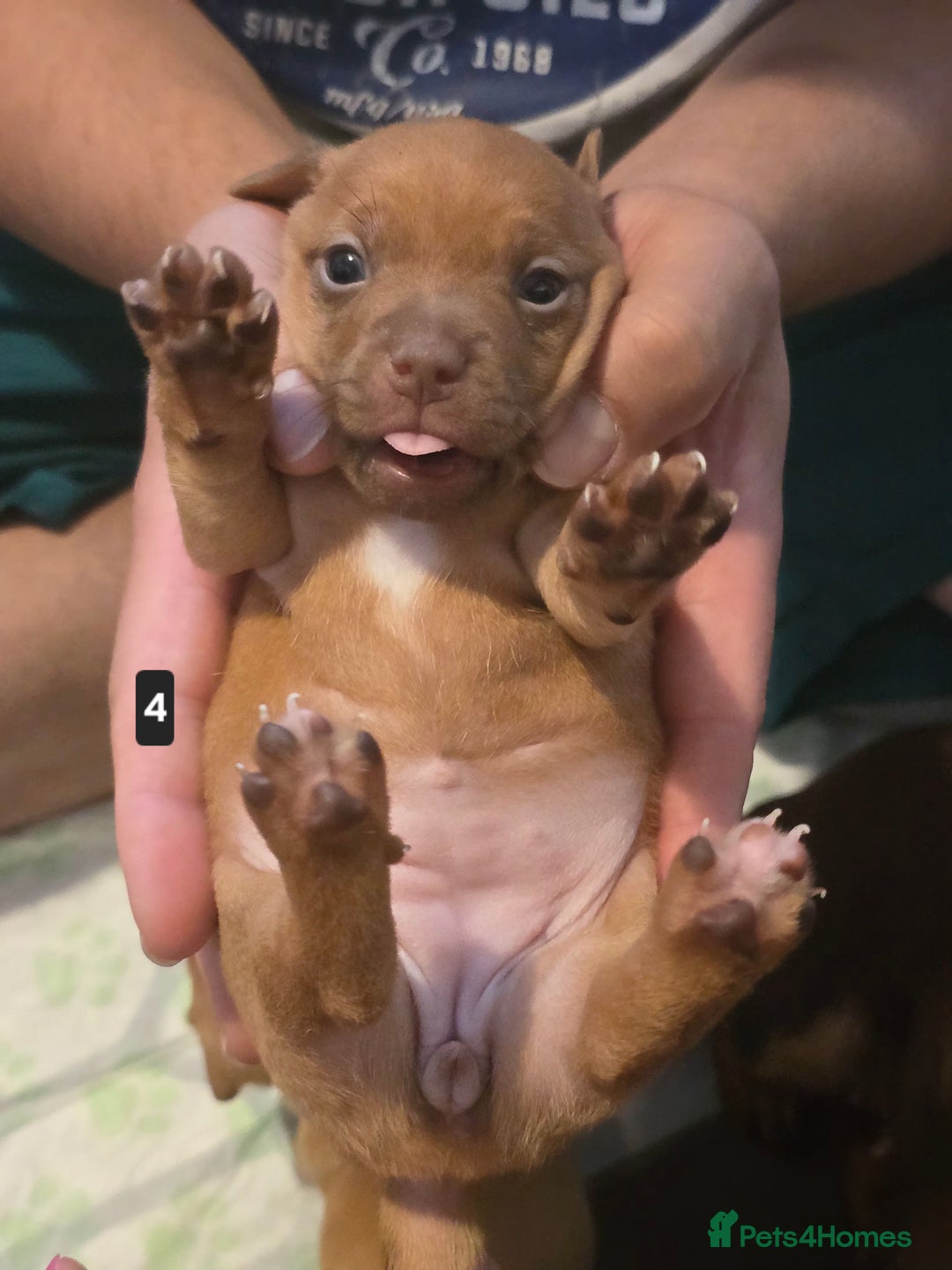 Jack Russell dogs for sale: Jack Russell puppy  - Image 12