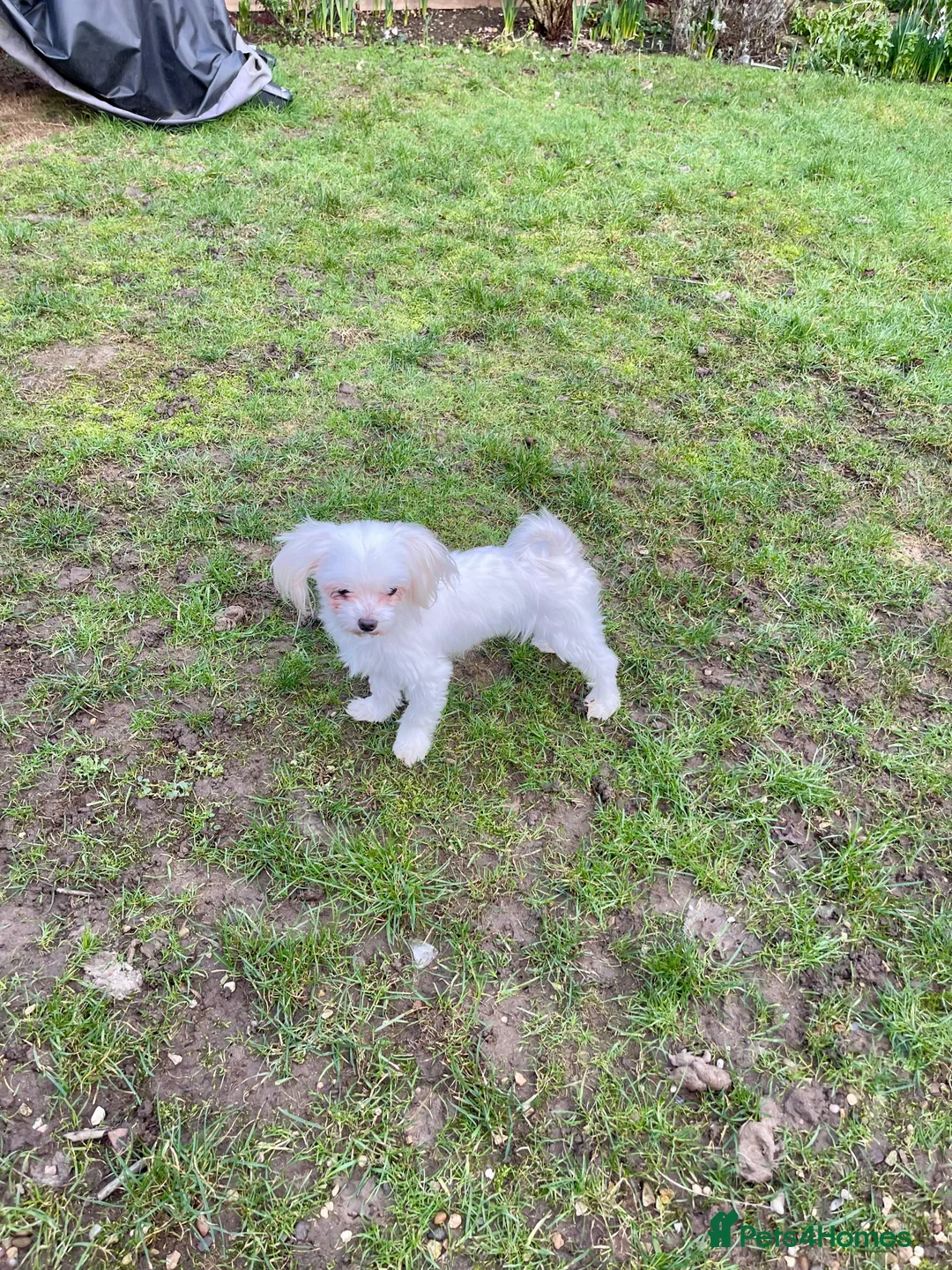 Maltese dogs for sale: Loving Home Wanted for Sweet Maltese Girl - Advert 13