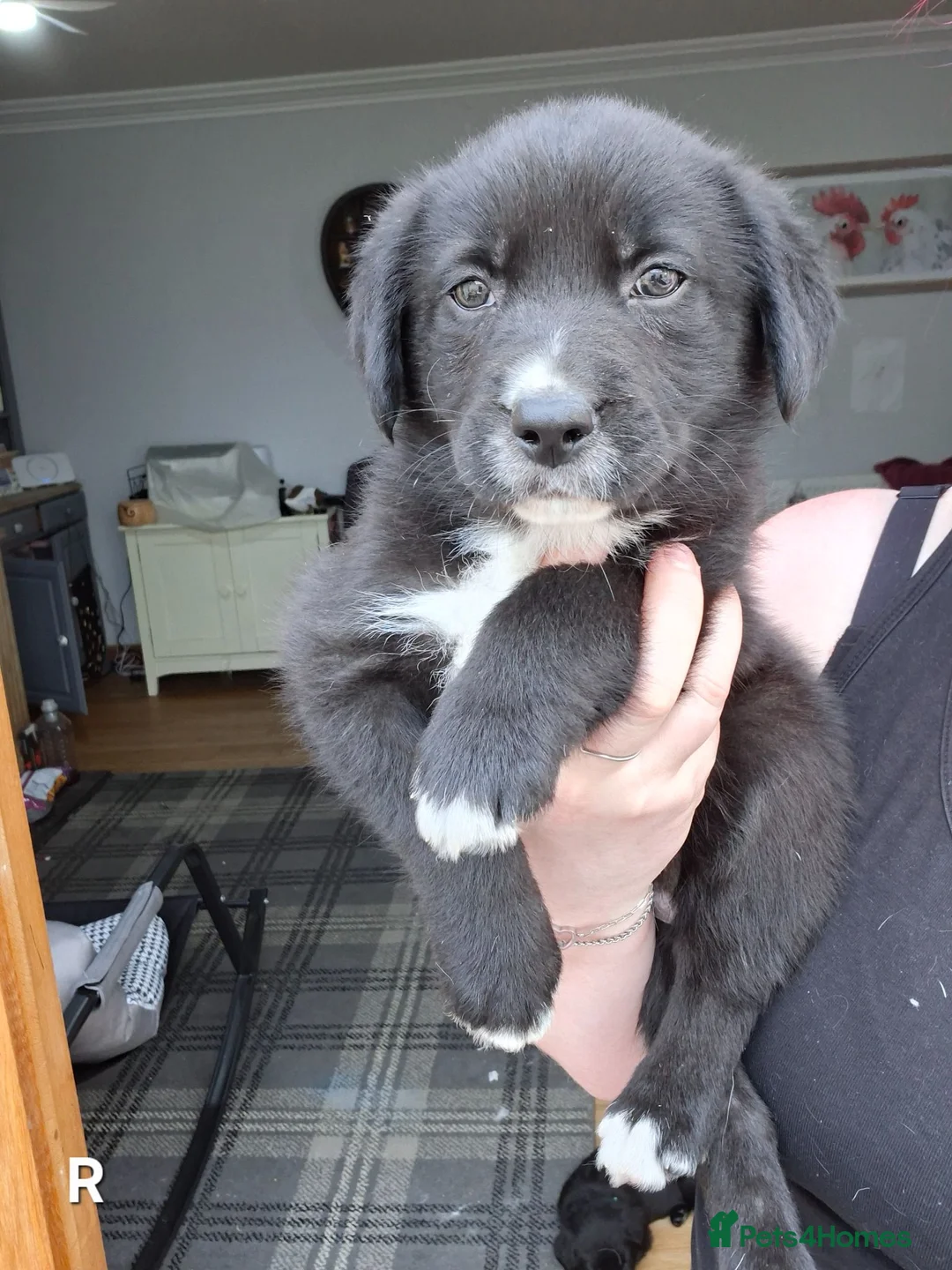 Borador dogs for sale: Lab x Collie Pups - Advert 1