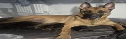 Mixed Breed dogs for sale: Beautiful Belgium Malinois cross puppy’s for sale  - Advert 9