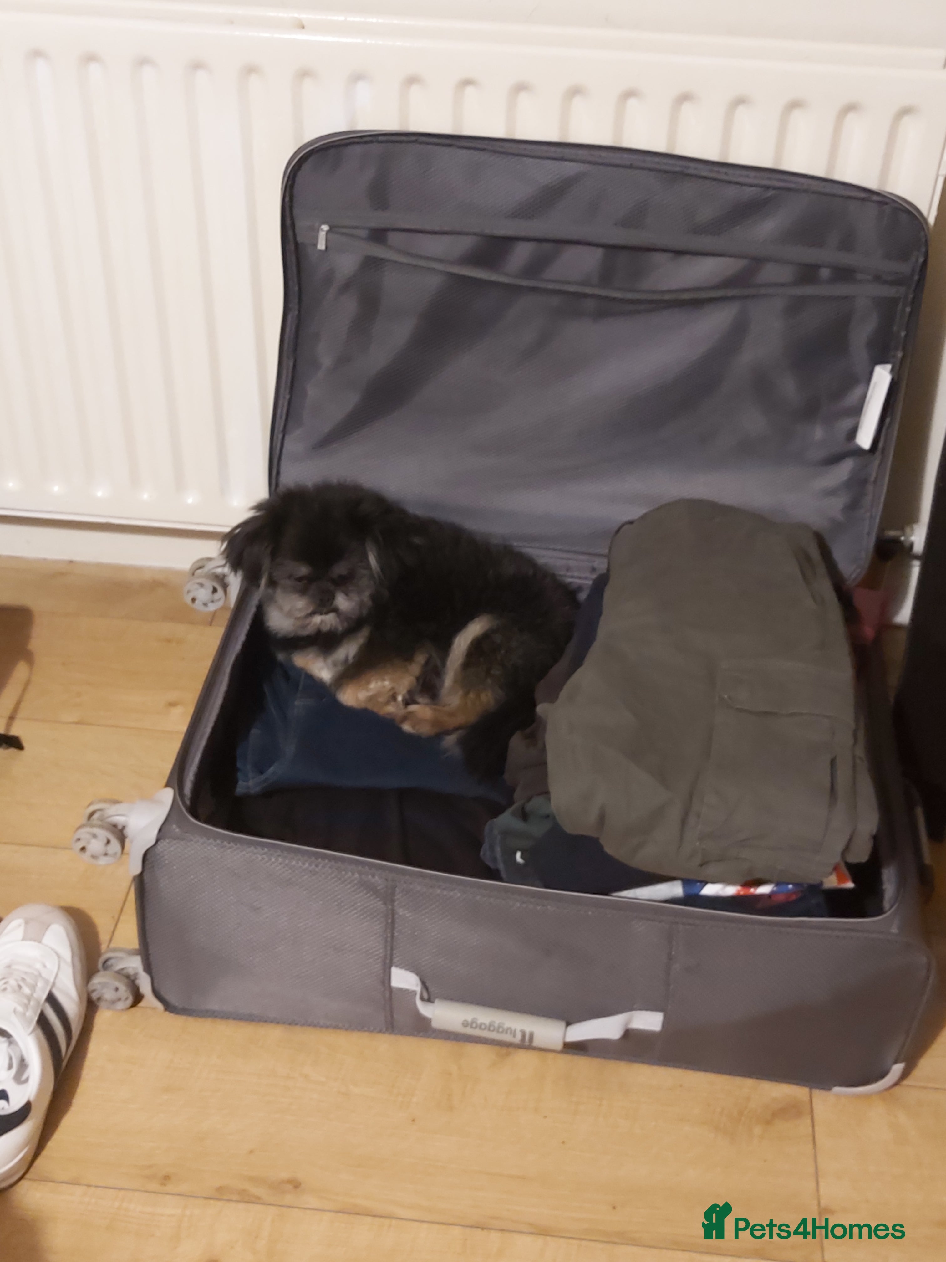 Mixed Breed dogs Male  pomeranian x pekingese  - Advert 18