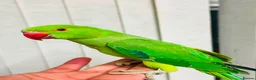 Parrots birds for sale: Parrot in Barnsley - Advert 1