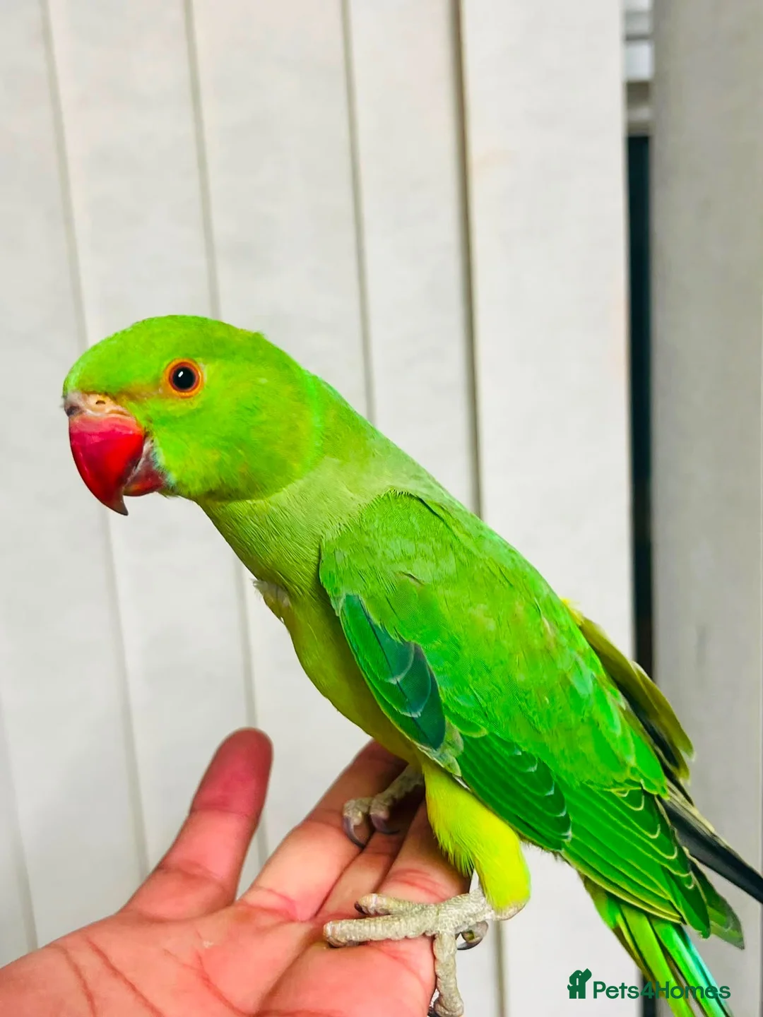 Parrots birds for sale: Parrot in Barnsley - Advert 1