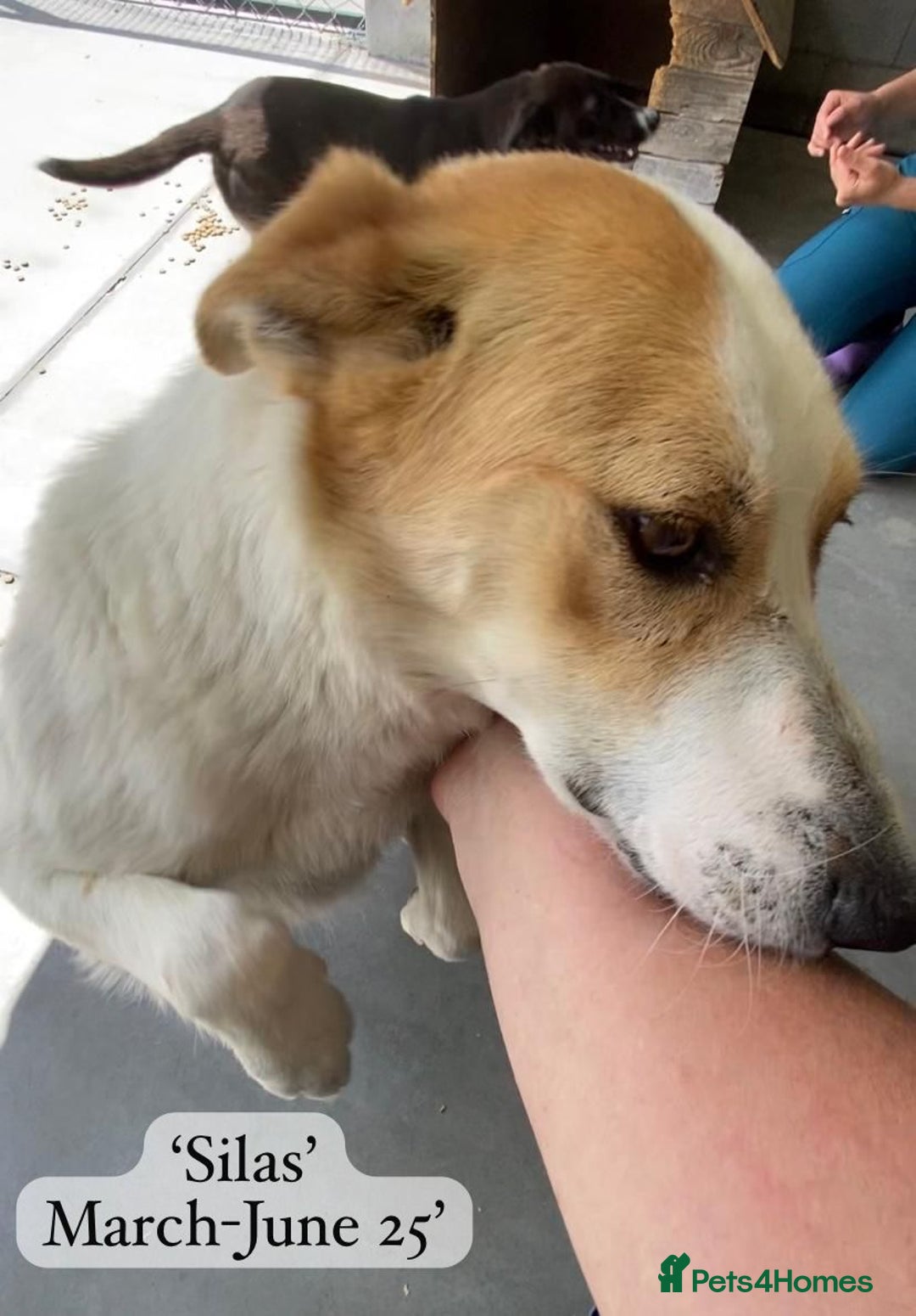 Mixed Breed dogs for adoption: Silas. 4 yrs approx. Available for adoption. in Brixham - Image 24