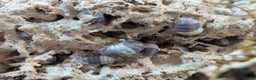 Mixed Breed invertebrates for sale: Isopods clean up crew  - Advert 3