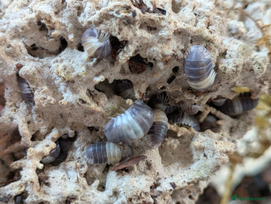 Mixed Breed invertebrates for sale: Isopods clean up crew  - Image 3