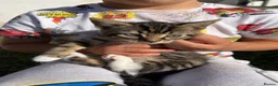 Mixed Breed cats for sale: Adorable kittens in need of a new home ☺️🥰 - Advert 9
