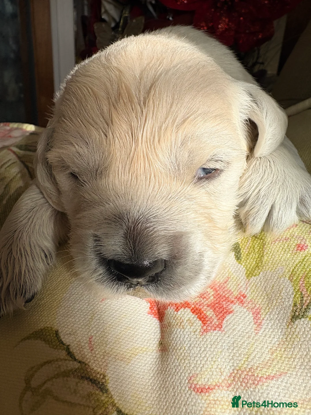 Golden Retriever dogs for sale: Cream golden retrievers  - Advert 5